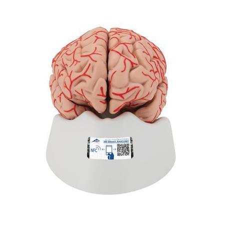 3B SCIENTIFIC Brain with Arteries, 9 part - w/ 3B Smart Anatomy 1017868